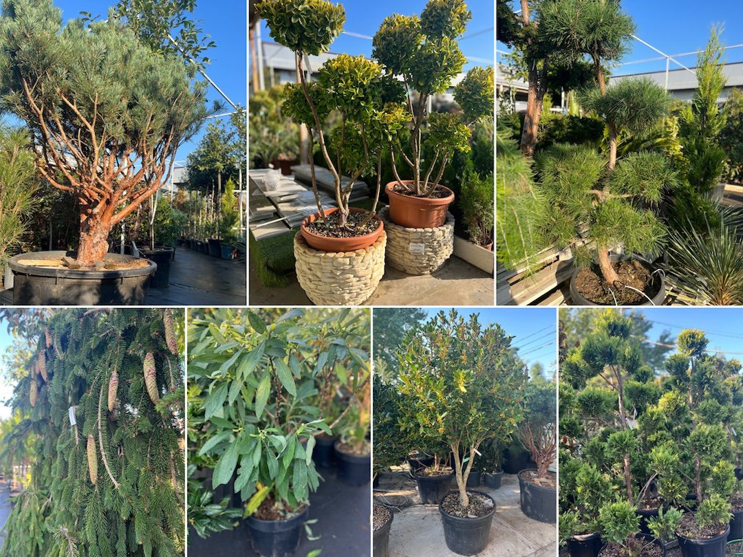 Новые растения поступили в наши садовые центры! Новые растения поступили в наши садовые центры!