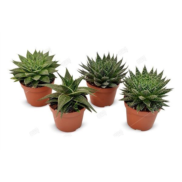 Алоэ, Хавортия микс Aloe, Haworthia mix 10/5,5 — комнатное растение ...