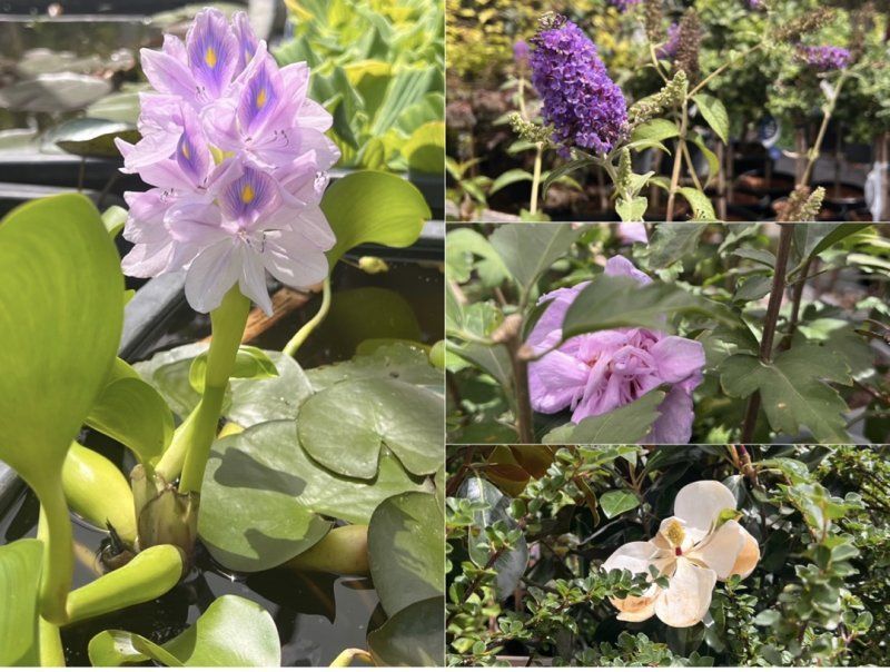 Вдохновение расцветает в LETTO!