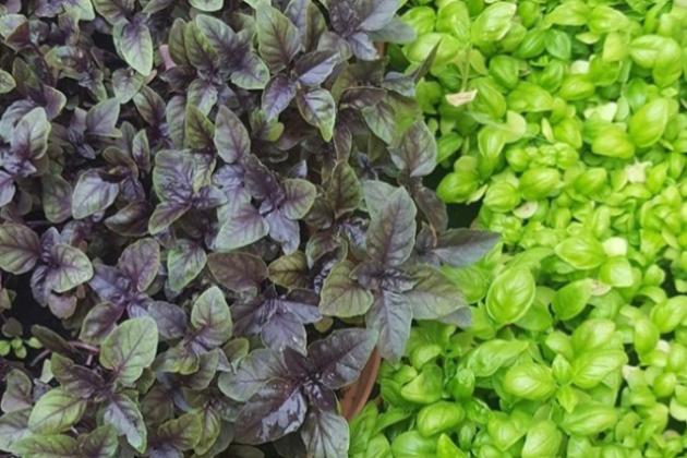 Самые популярные сорта БАЗИЛИКА