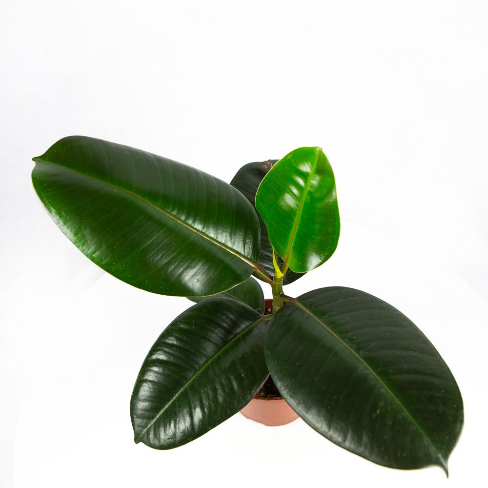 Фикус каучуконосный Робуста Ficus elastica Robusta 40/12. — комнатное ...