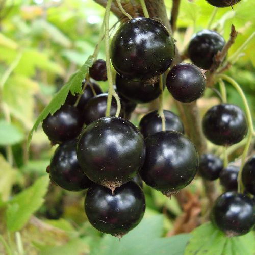 Смородина черная Черный Жемчуг, контейнер С2