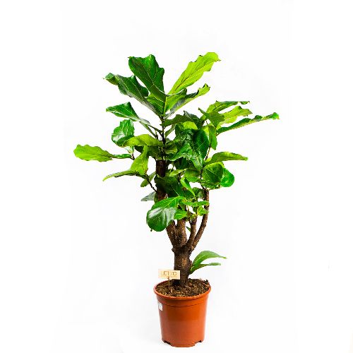 Фикус лировидный разветвленный Ficus lyrata branched 120/27