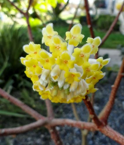 Эджвортия золотистоцветковая 40/60 Edgeworthia chrysantha 18л (И)