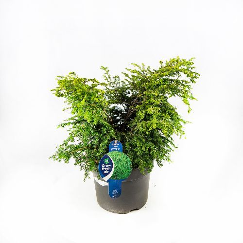 Тсуга канадская Green Globe с7,5 Tsuga canadensis Green Globe (Н)