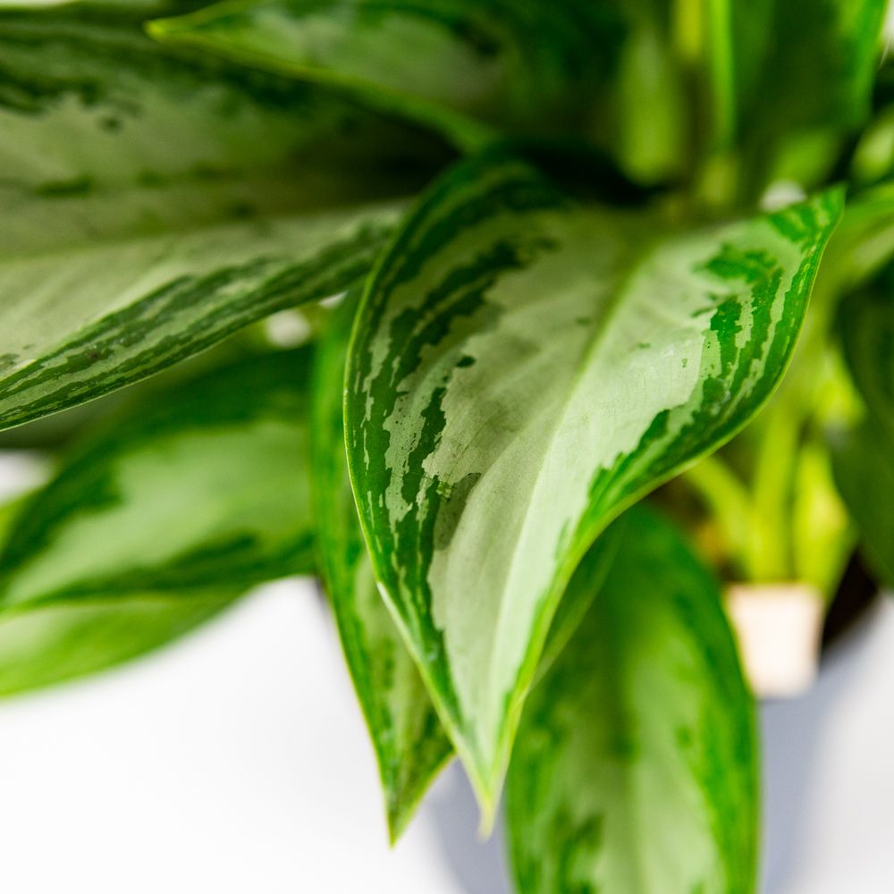 Аглаонема Сильвер Бей Aglaonema Silver Bay 60/24 — комнатное растение ...