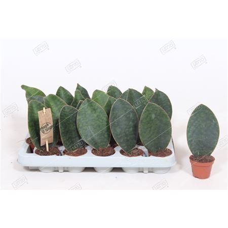 Сансевиерия масониана Виктория Sansevieria masoniana Victoria 20/6 ...