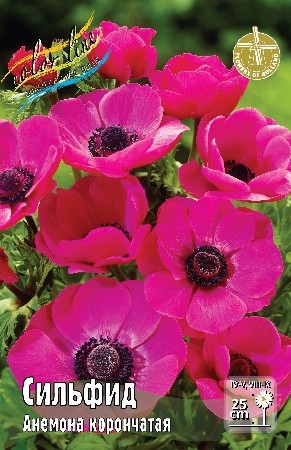 Анемона Сильфид Anemone Sylphide 6/7 5шт, капер, Колорлайн