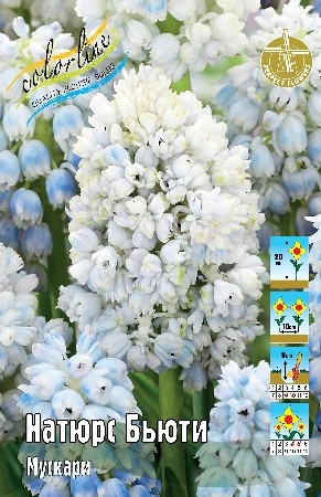 Мускари Натюрс Бьюти Muscari Nature's Beauty 7/+ 5шт, капер, Колорлайн 
