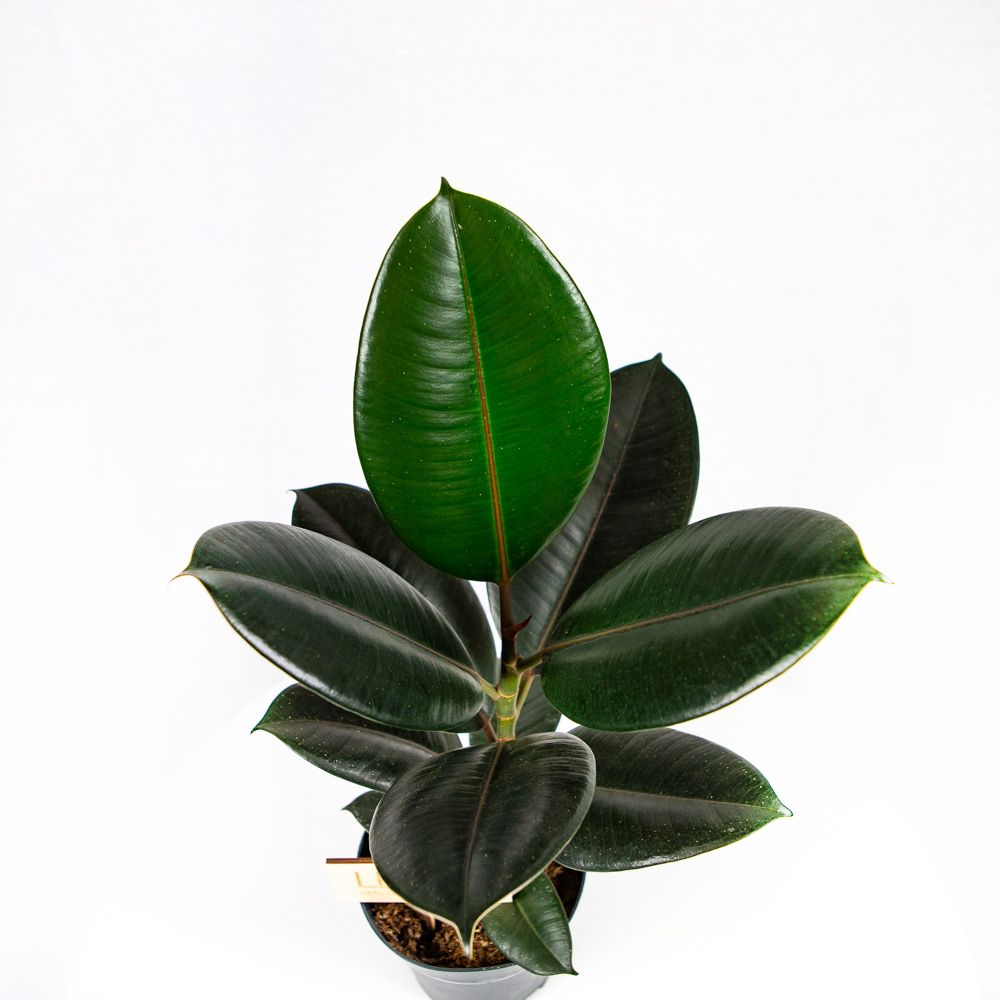 Фикус каучуконосный Абиджан Ficus elastica Abidjan 45/14 (Н ...