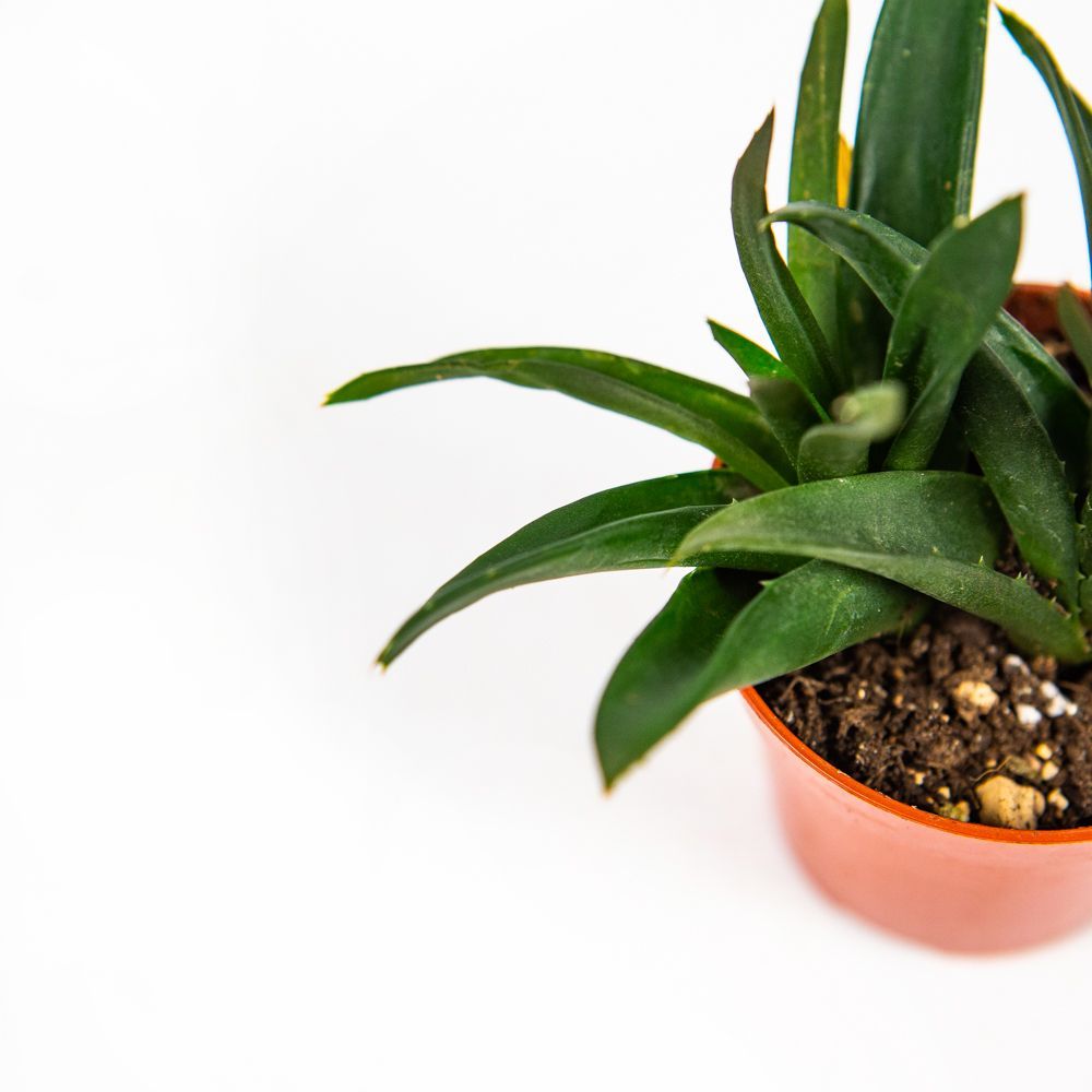 Алоэ, Хавортия микс Aloe, Haworthia mix 8/5 — комнатное растение купить ...