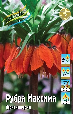 Фритиллярия Рубра Максима Fritillaria Rubra Maxima18/20 1шт, капер, Колорлайн