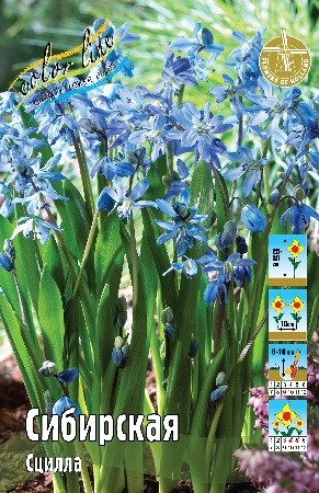 Сцилла Сибирская Scilla Siberica 7/8 10шт, капер, Колорлайн