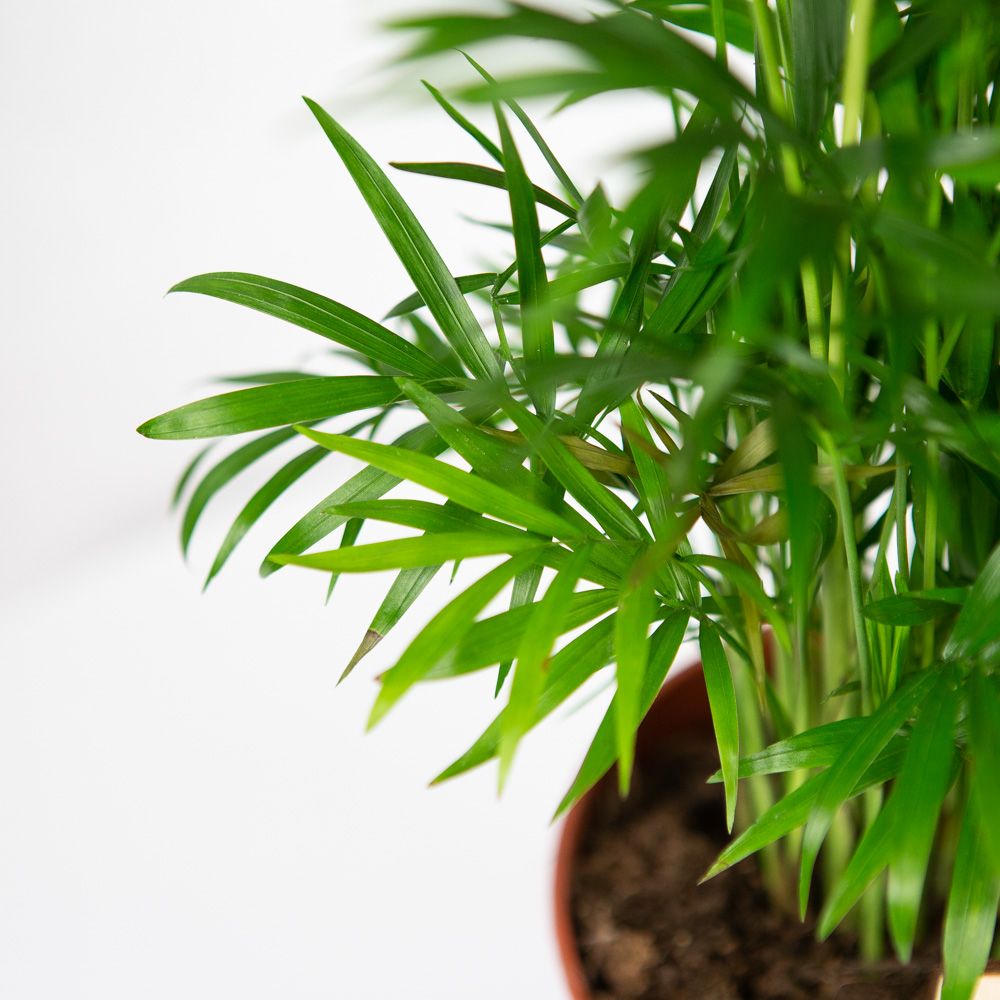 Хамедорея изящная Chamaedorea elegans 60/17 — комнатное растение купить ...