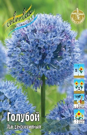 Лук декоративный Голубой Allium Caeruleum 4/5 5шт, капер, Колорлайн