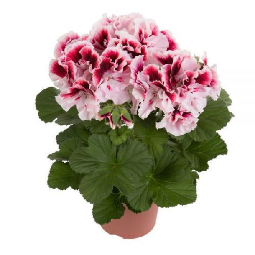 Пеларгония крупноцветковая (королевская) микс Pelargonium grandiflorum mix /13
