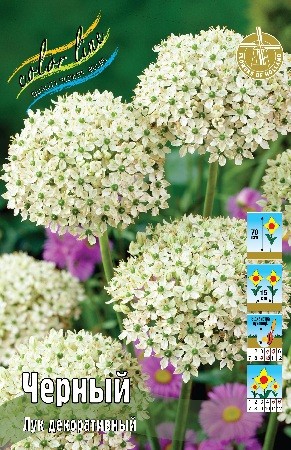 Лук декоративный Черный Allium Nigrum 10/12 8шт, капер, Колорлайн