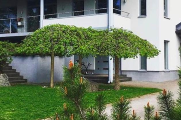 ВЯЗ ШЕРШАВЫЙ Pendula эффектная беседка для вашего сада.