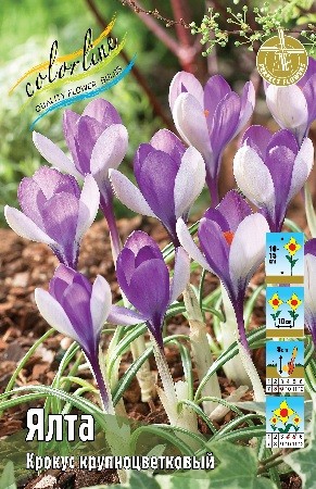 Крокус Ялта Crocus Yalta 5/+ 5шт, капер, Колорлайн