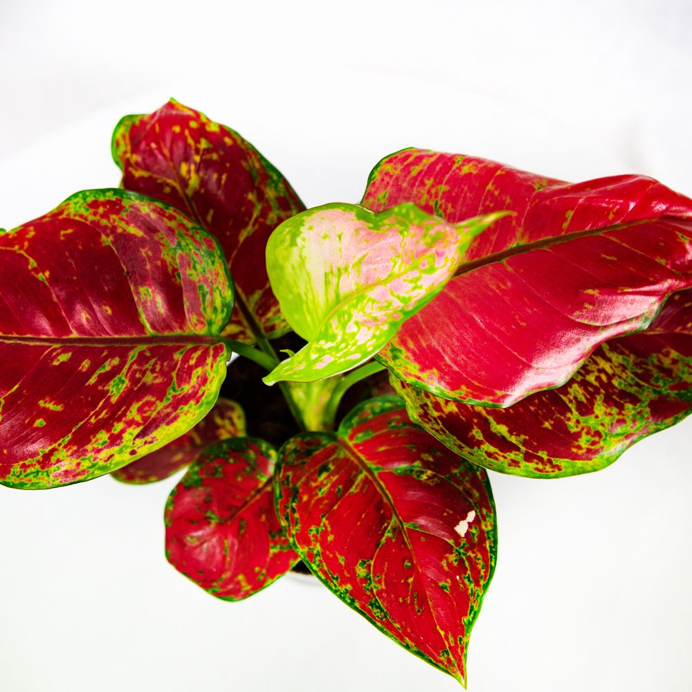 Аглаонема Фламинго Aglaonema Flamingo 30/12 — комнатное растение купить ...