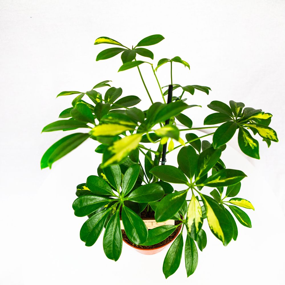 Шеффлера Герда Schefflera Gerda 45/13 — комнатное растение купить в ...