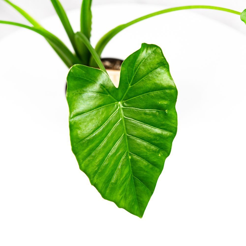 Алоказия микс Alocasia mix 30/12 — комнатное растение купить в интернет ...