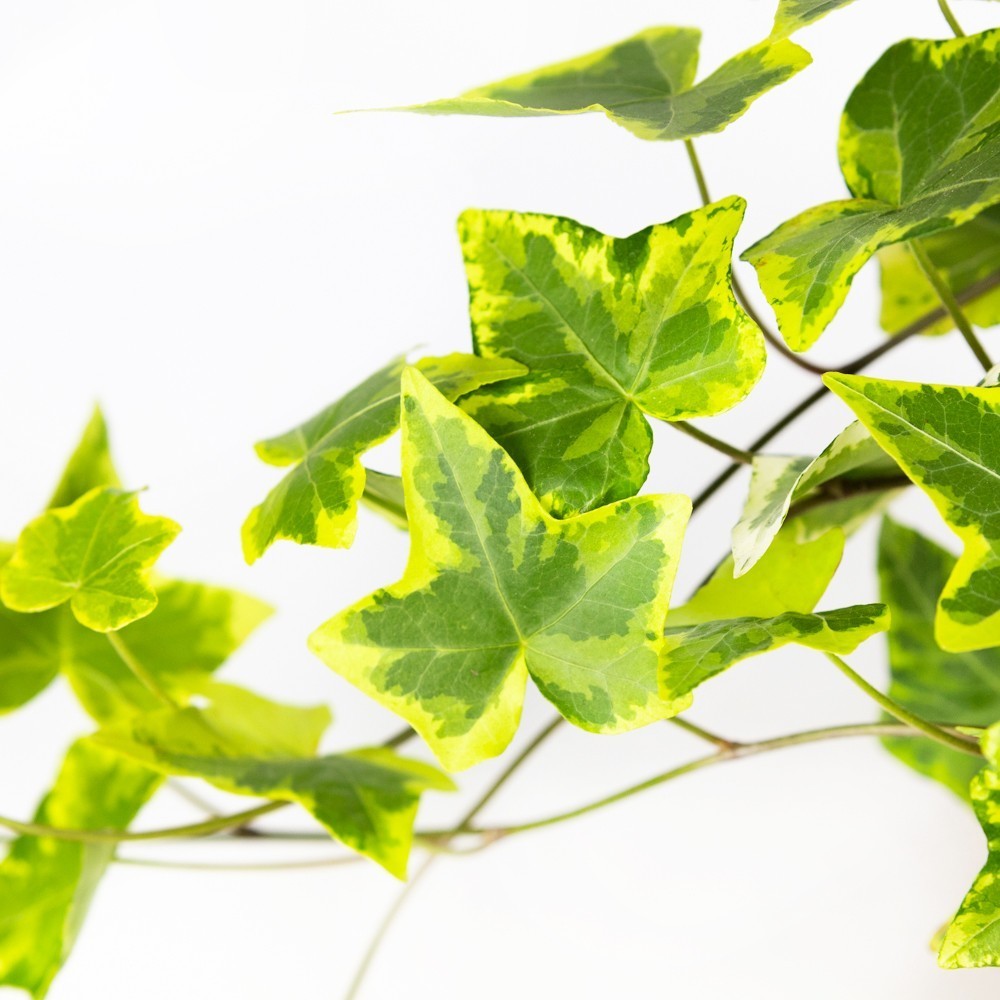 Hedera Golden Kolibri 30/13 ()       -