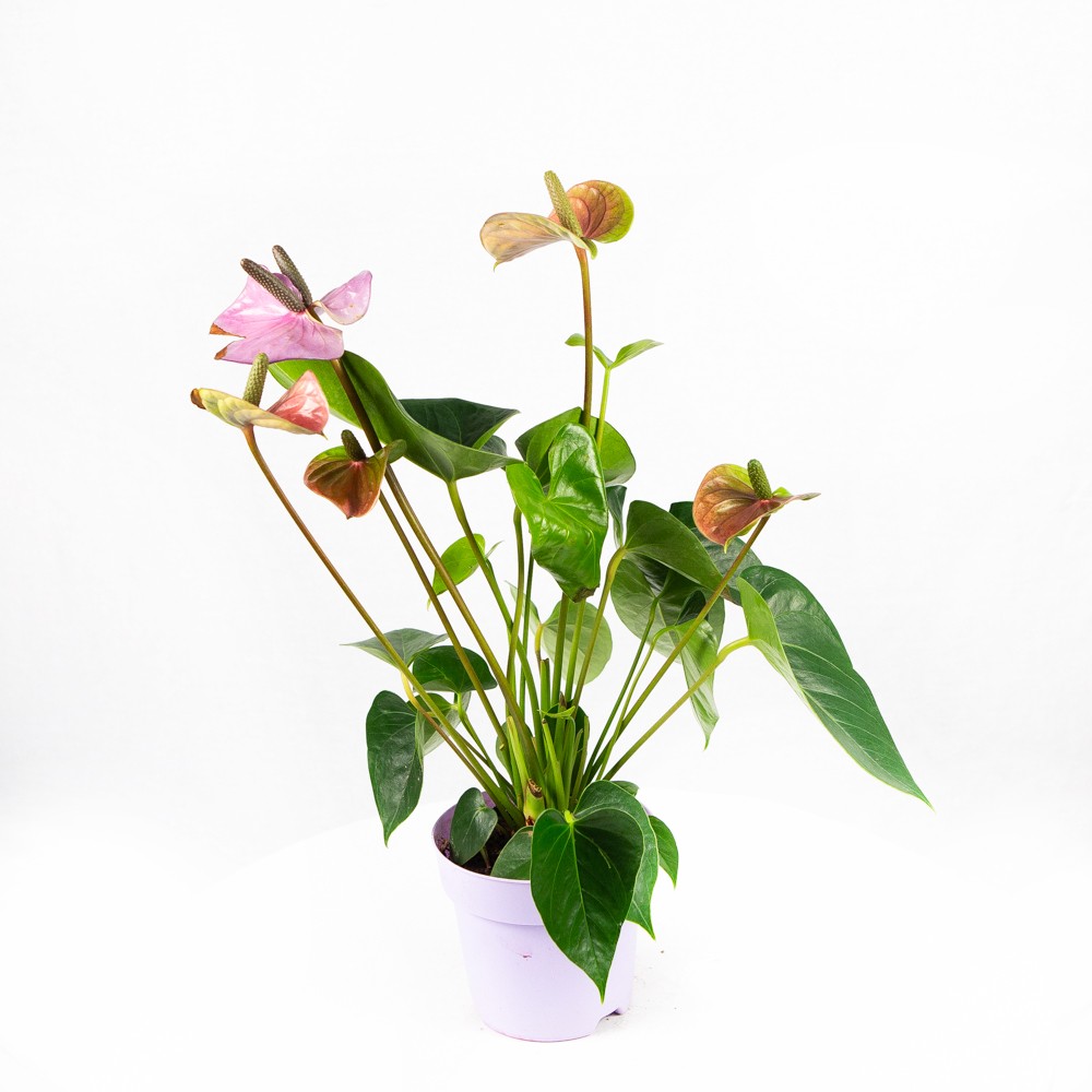 audrey ficus guide Ficus Audrey – Hey Rooted