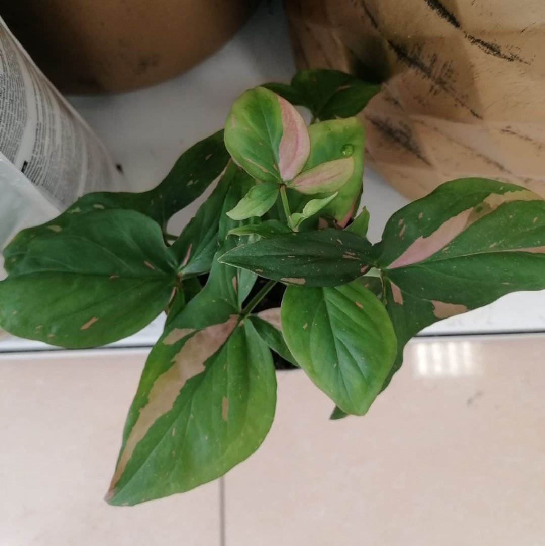 Сингониум Ред Спот Syngonium Red Spot 23/12 — комнатное растение купить ...