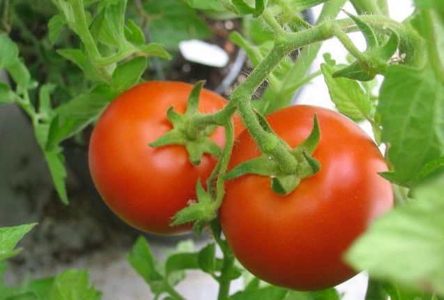 Что такое детерминантные и индетерминантные сорта томатов? — полезные статьи