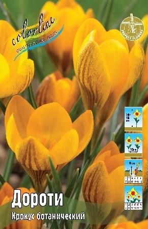 Крокус Дороти Crocus chrysanthus Dorothy 5/7 10шт, капер, Колорлайн