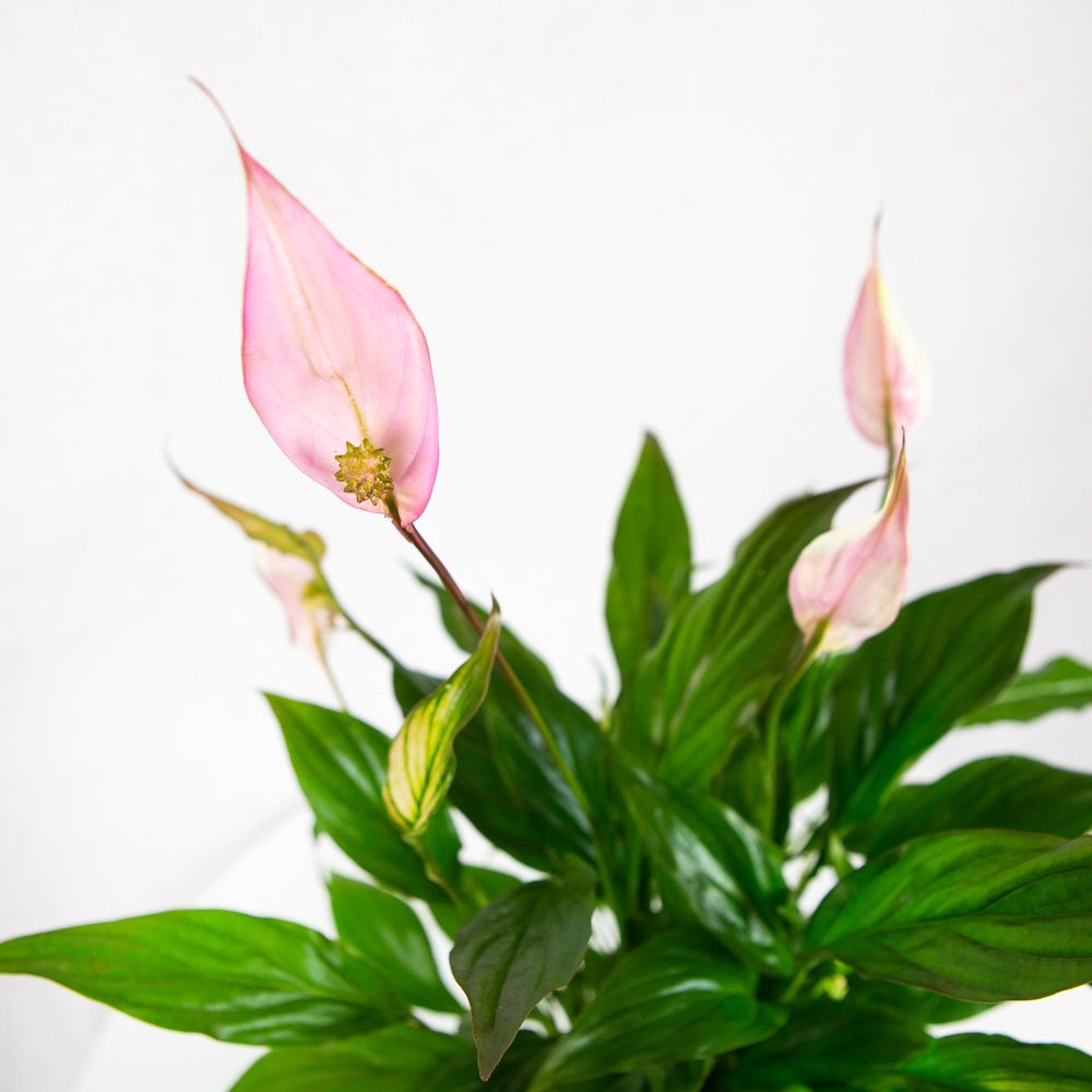 Спатифиллум Беллини Spathiphyllum Bellini 45/13 — комнатное растение ...