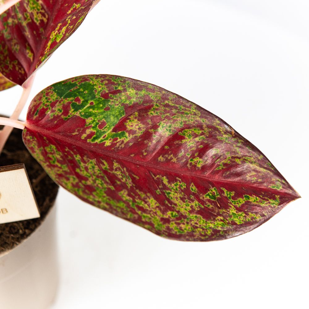 Аглаонема Дарк Стар Aglaonema Dark Star 35/12 (Н) — комнатное растение ...