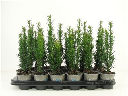 Тис ягодный Fastigiata Robusta Taxus baccata Fastigiata Robusta р9 (Н)