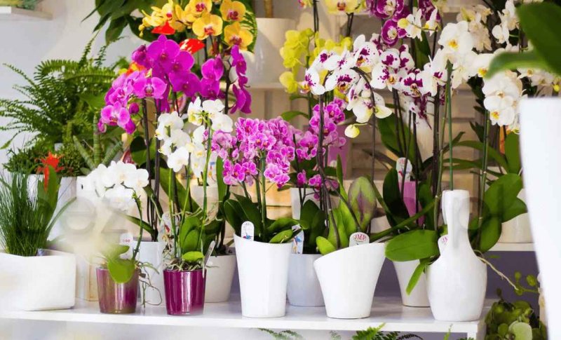 Орхидея (Фаленопсис). Уход в домашних условиях.