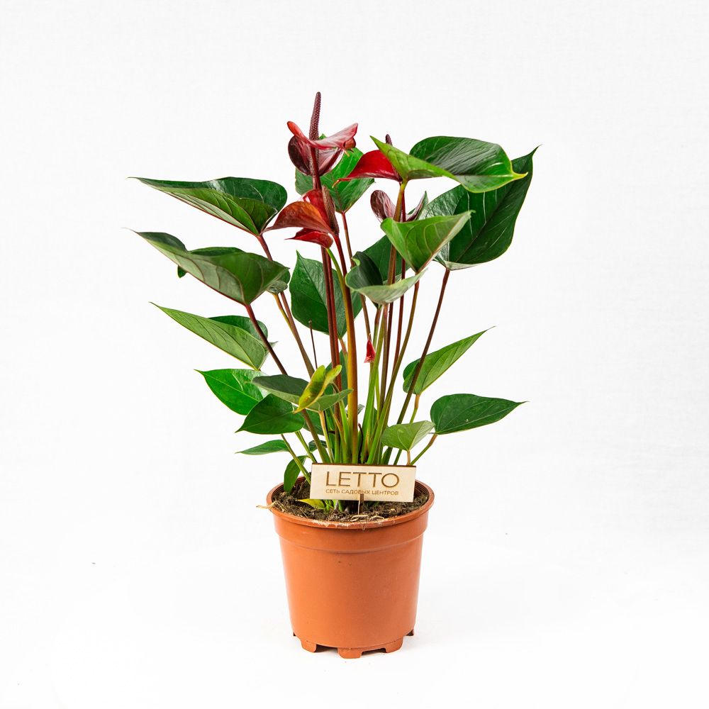 Антуриум Андре Адиос Ред Anthurium andraeanum Adios Red 7+ 55/17 ...