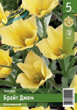 Тюльпан Брайт Джем Tulipa batalinii Bright Gem 6/7 5шт, капер, Колорлайн