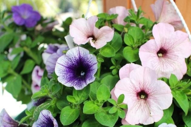 Почему саду необходимы ОДНОЛЕТНИКИ?