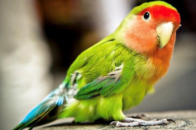 Какарики- вся правда о прыгающих попугаях!