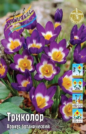 Крокус Триколор Crocus sieberi Tricolor 5/6 10шт, капер, Колорлайн