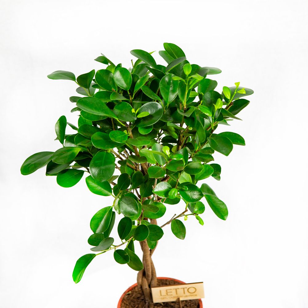 Фикус мелкоплодный Мокламе переплетенный Ficus microcarpa Moclame ...