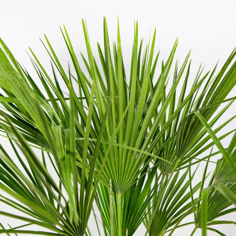 Хамеропс приземистый Chamaerops humilis 100/26 — комнатное растение ...