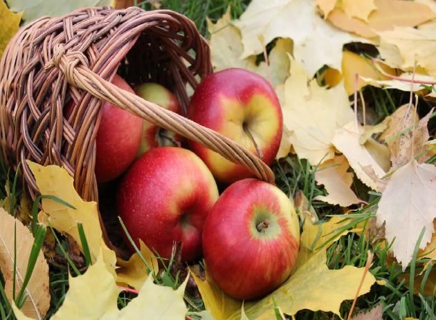 Осеннее поступление саженцев