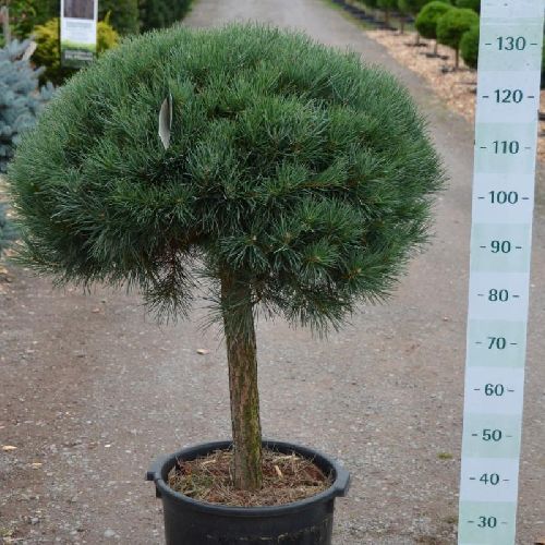 Сосна обыкновенная Ватерери мини-штамб 130/150 Pinus sylvestris Watereri 180л (Н)