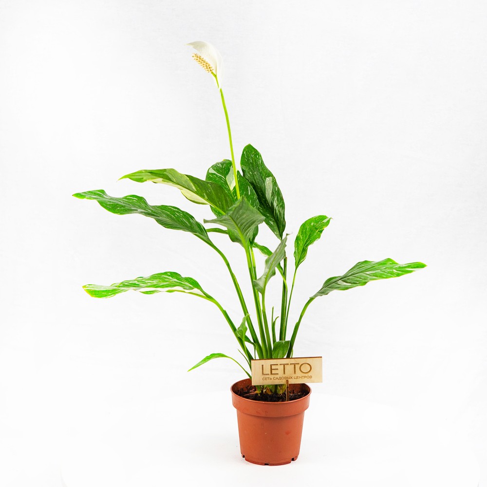 Спатифиллум Даймонд Spath Diamond Variegated No Flowers 40/12 ...