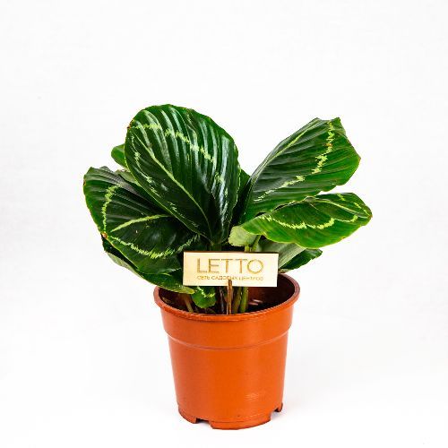 Калатея микс Calathea mix 60/17 — комнатное растение купить в интернет ...