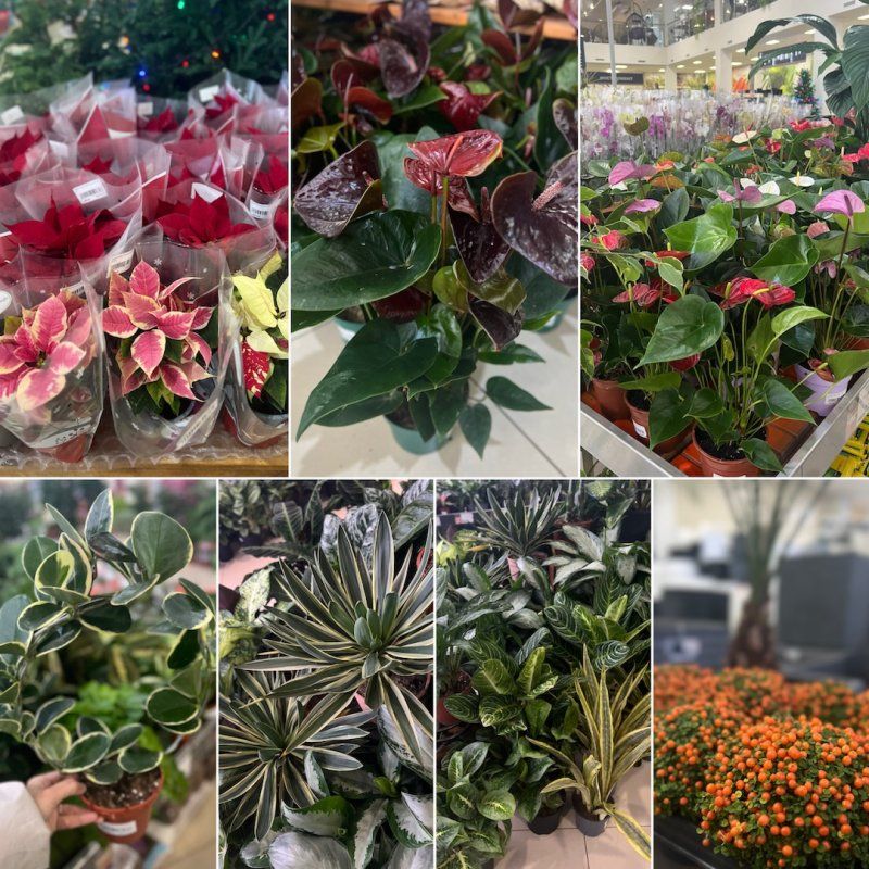 Дарить цветы на Новый год —хорошая традиция!