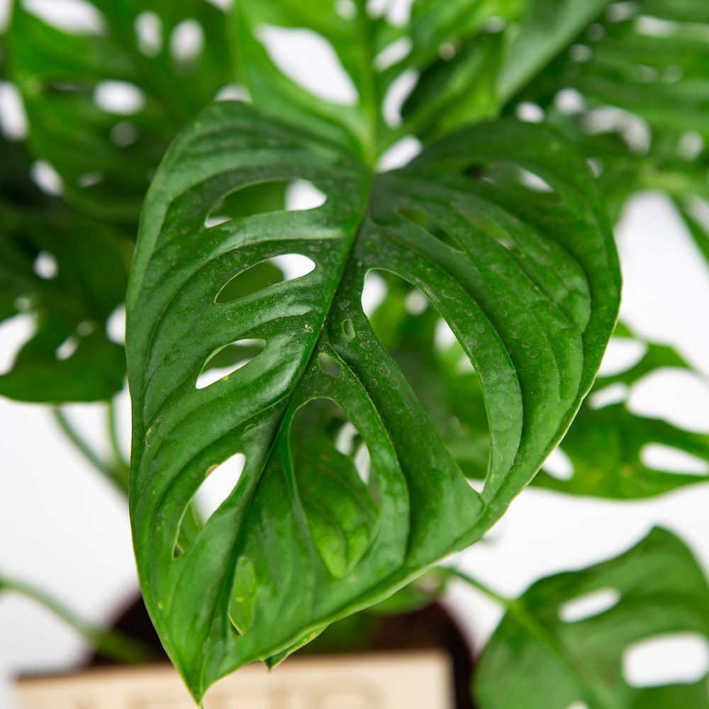 Монстера Адансона Monstera adansonii 25/12 — комнатное растение купить ...