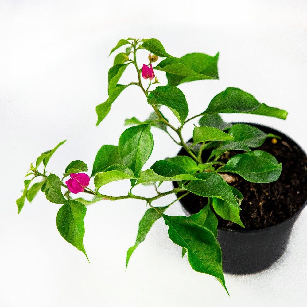 Бугенвилия Bougainvillea/13 — комнатное растение купить в интернет