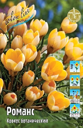 Крокус Романс Crocus Romance 5/7 5шт, капер, Колорлайн